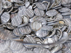 11hopes-buttons.jpg